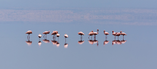 Flamingos
