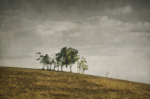The Forest