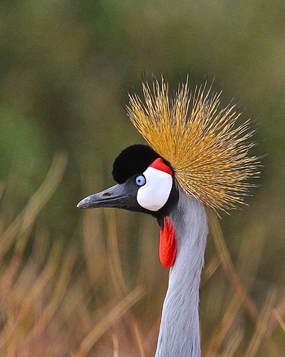Grey Crowned Crane