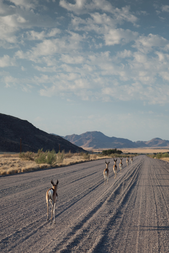 Springbok