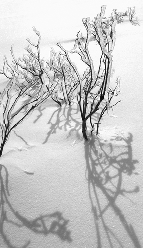 Ice After the Fire