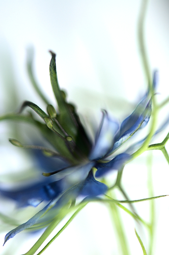 Nigella