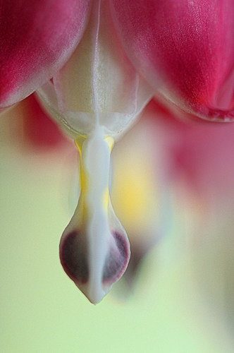 Bleeding Heart