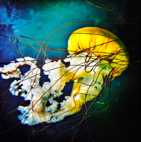 Jelly Fish Plate #9