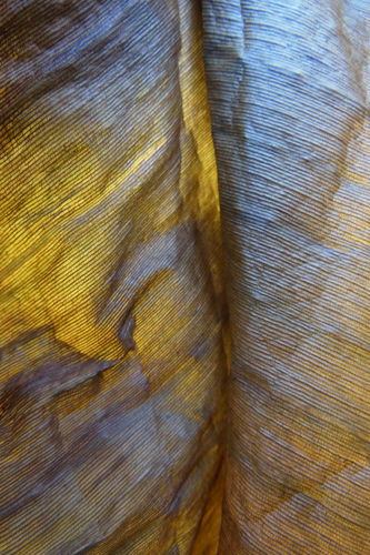 Tropicals in Decline 5