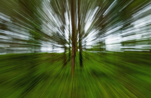 Into the Woods