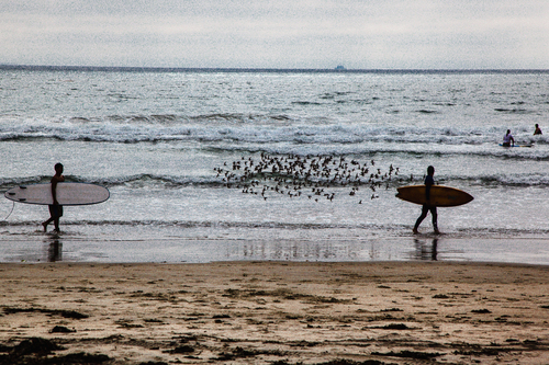 The Surfers