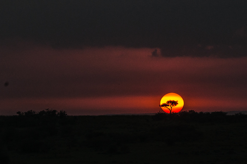Sunrise in the Mara