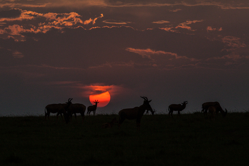 Sunset in the Mara