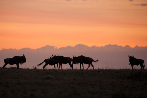 Chilling in the Mara