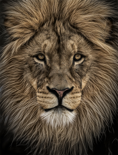 Facing Courage