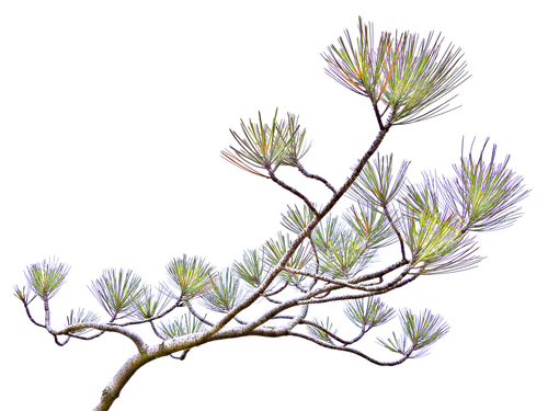 Torrey Pines Sapling