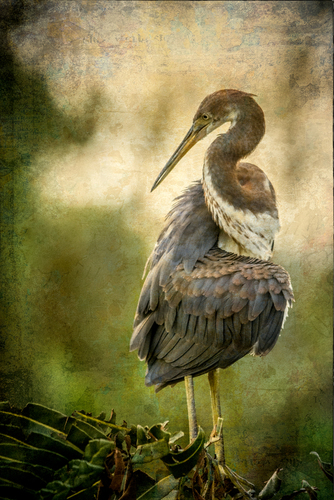 Tri-Colored Heron