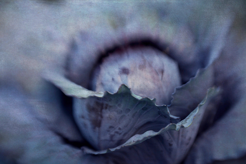 Cabbage