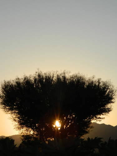 Thorny Cut