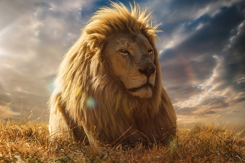 The Big King of Savannah