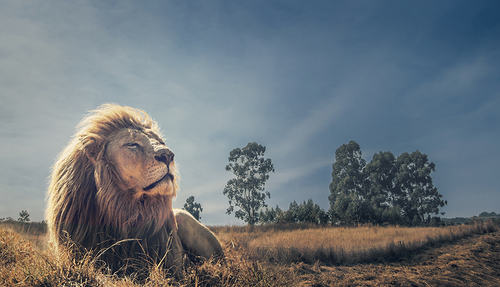 King of the Savannah