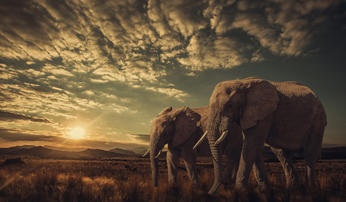 The Big Family of the Savannah