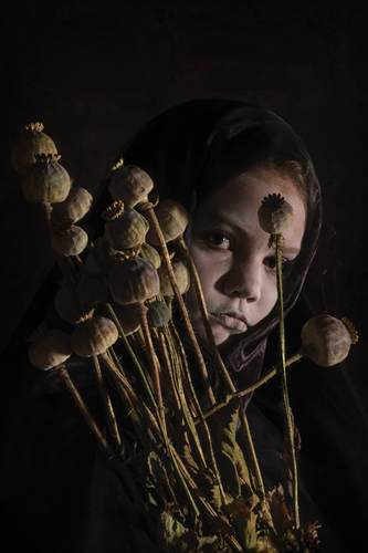 Female Poppy Seeds