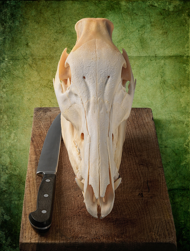 Boar