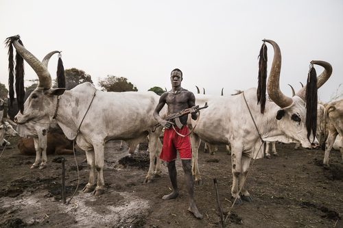 Cattle of Kings