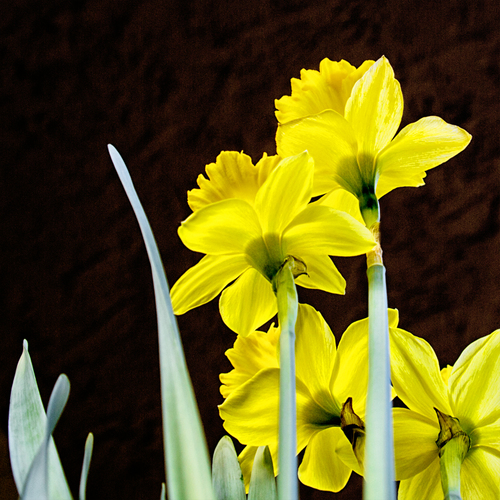 Daffodils