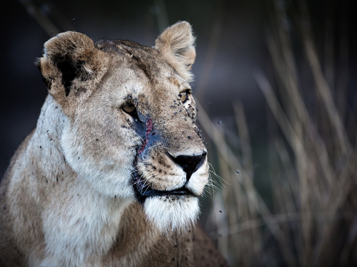 Tough Mother