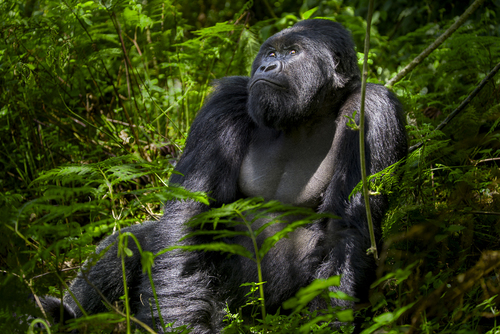 Virunga Silverback