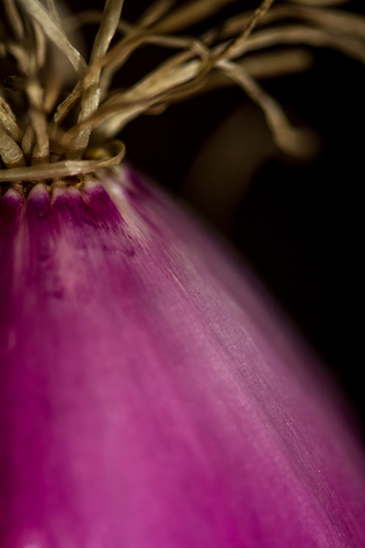 Onion