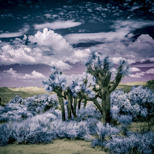 Joshua Tree, Ca _0163C2