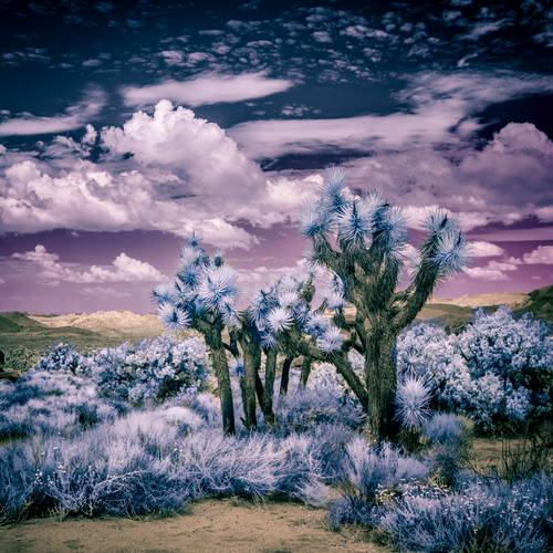 Joshua Tree, California