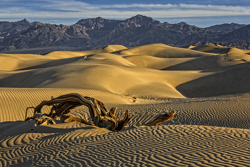 Dune Waves