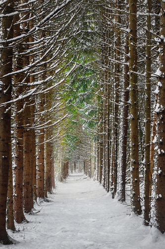 Enchanted Walk