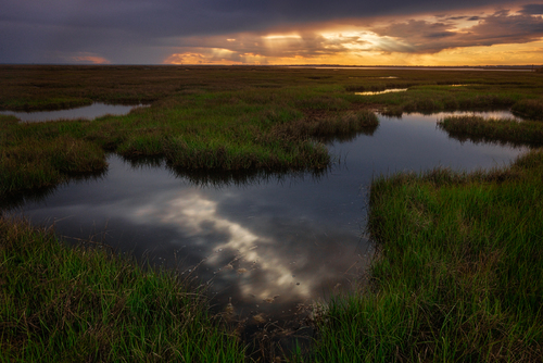 Whispers in the Marsh