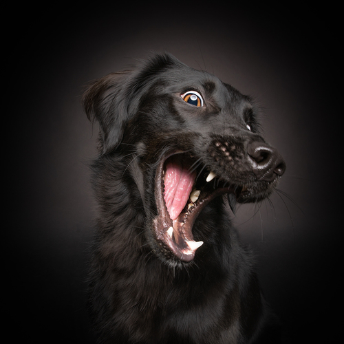 Vampire