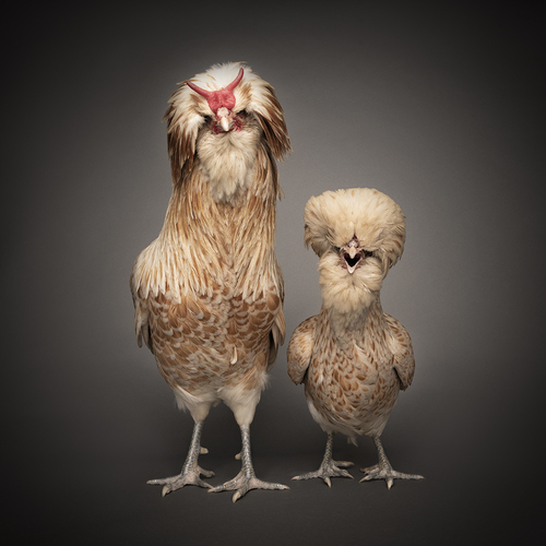 Husband and Wife