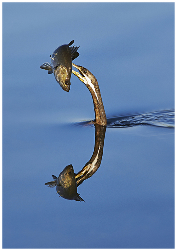 Darters Catch