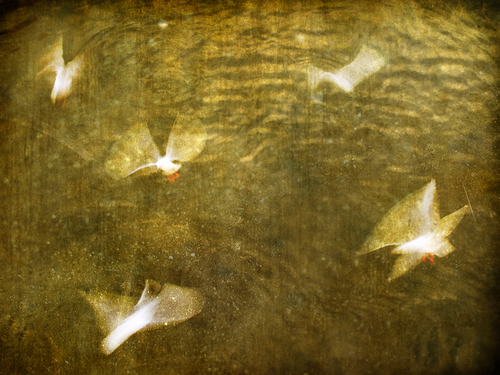 Golden Dream