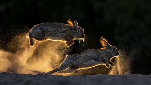 Rabbit Shoes