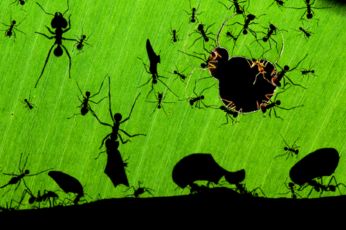 Marvel Of Ants