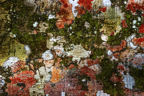Bark Tree