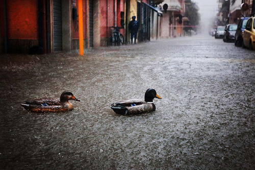 Alluvione Papere in Citt�