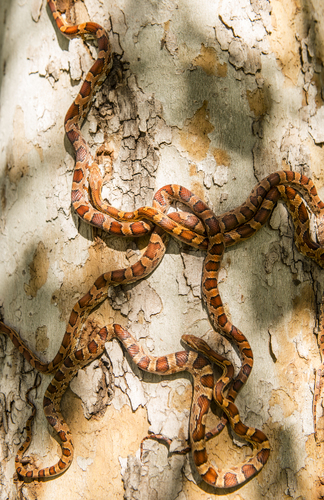 Red Rat Snake Babys