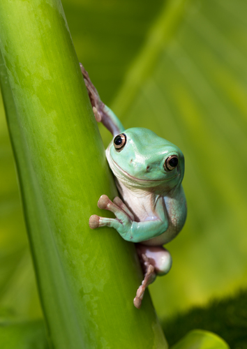 White's Tree Frog on Stem