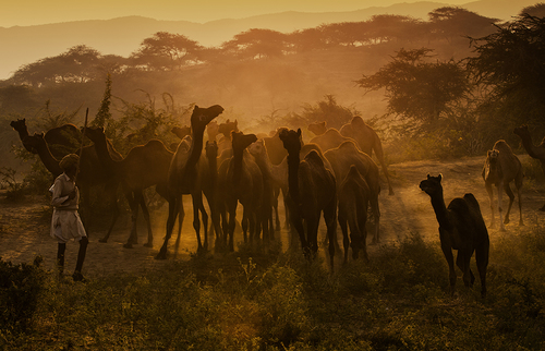 Camel Traders - Pushkar Fair