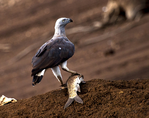 Grey Headed Fishing Eagle 