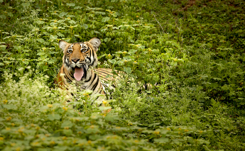 Tiger in the Woods