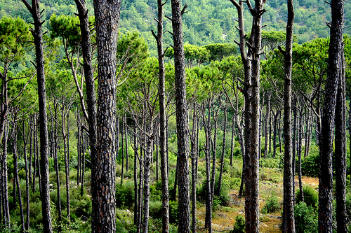 A Thousand Trees