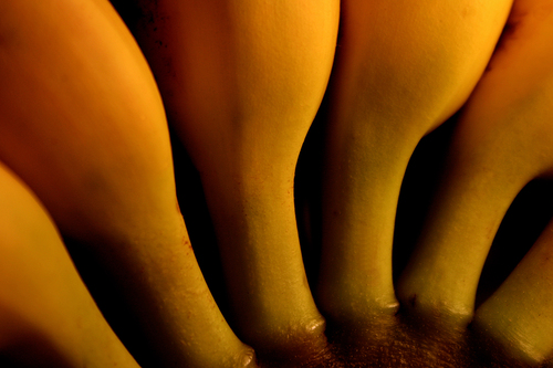 Bananas