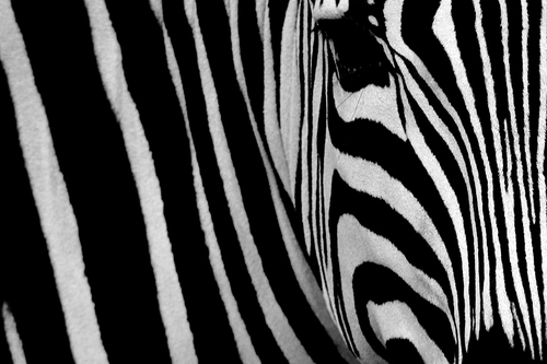 Zebra Profile